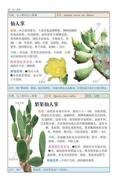 仙人掌功效|仙人掌（仙人掌科仙人掌属植物）